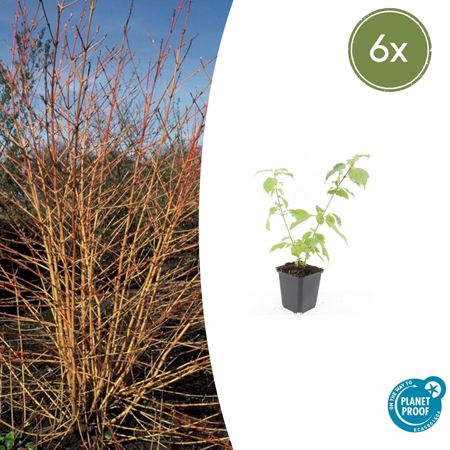 6x Cornus sang. 'Anny's Winter Orange' - ↕10-25cm - Ø9cm
