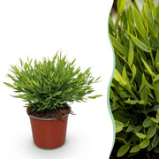Bamusa Pogonatherum Monica - Kamerbamboe - Huisdiervriendelijke Plant - Groen - 1 Plant - Pot 12cm - Hoogte 20cm