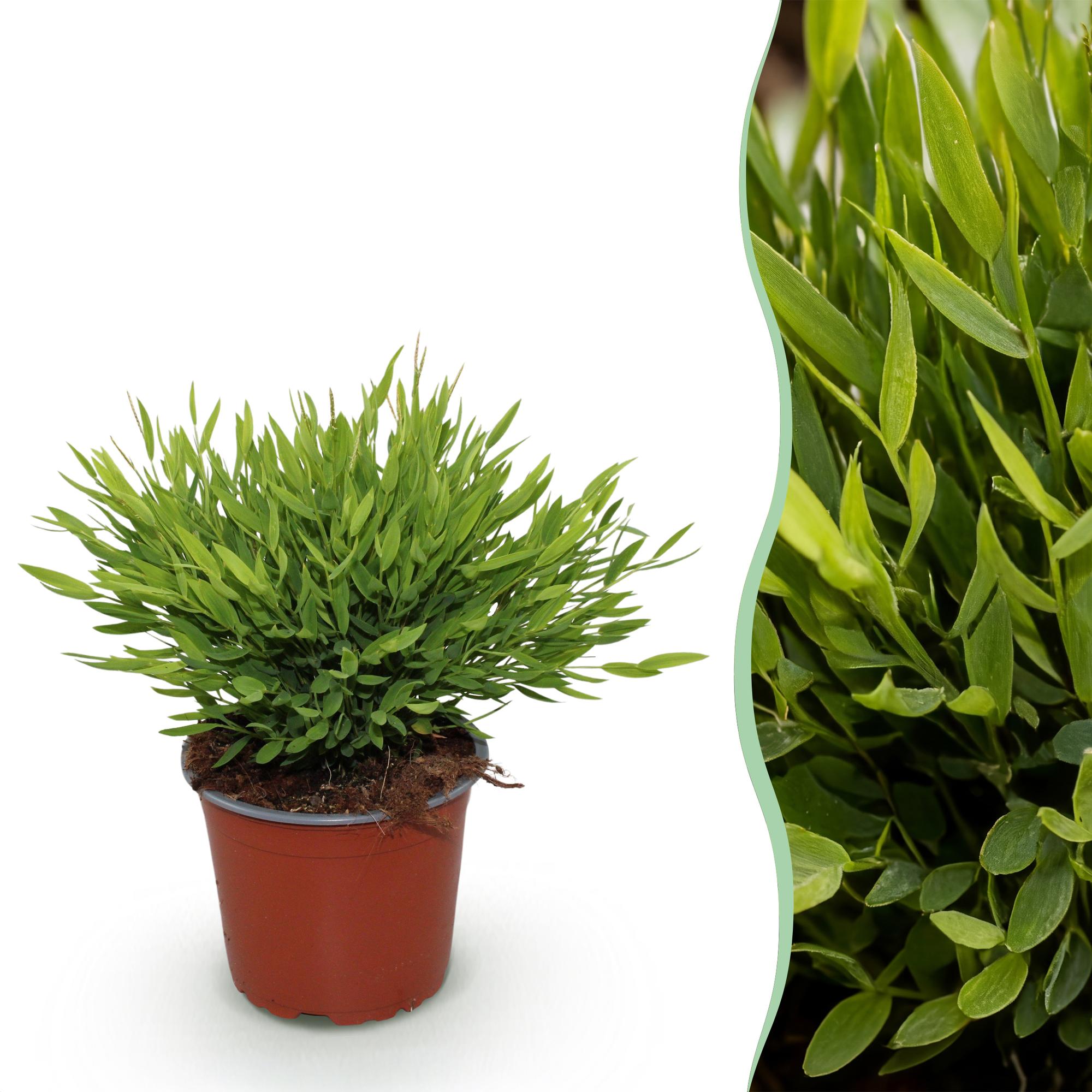 Bamusa Pogonatherum Monica - Kamerbamboe - Huisdiervriendelijke Plant - Groen - 1 Plant - Pot 12cm - Hoogte 20cm