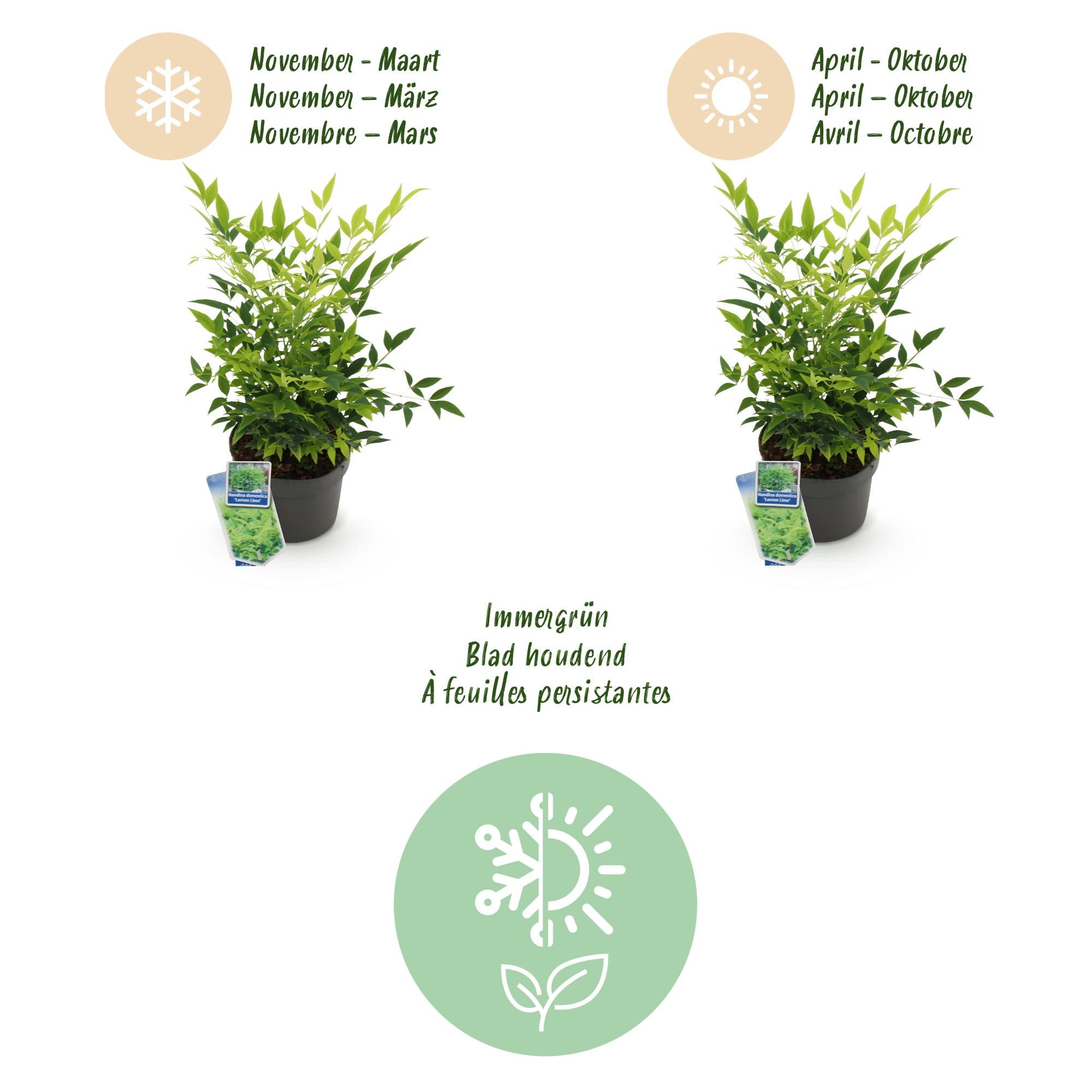 Nandina Duo - Geel & Rood - 2 Planten - Groenblijvend - Weinig Onderhoud - Pot 17cm Hoogte 45cm