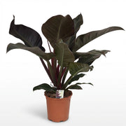 Philodendron Imperial Red - Rood - Weinig onderhoud - 1 Plant - Pot 19cm - Hoogte 60cm