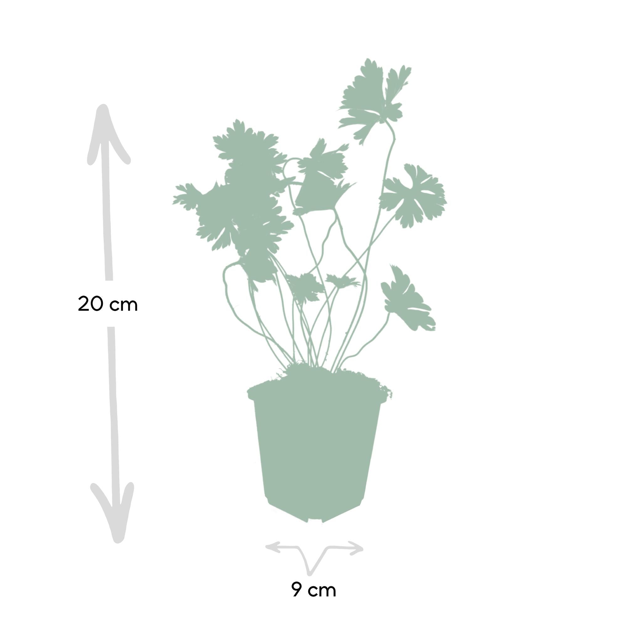 60x Géranium Rozanne - ↕10-25cm - Ø9cm