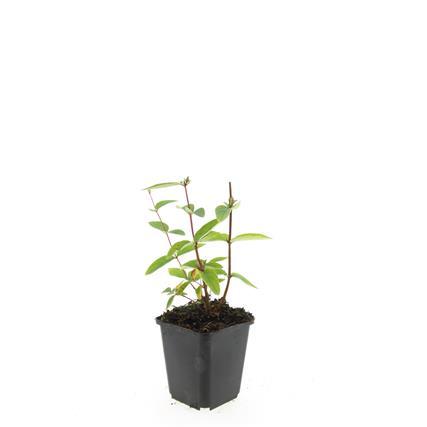 48x Hypericum inodorum 'Annebel' - ↕10-25cm - Ø9cm