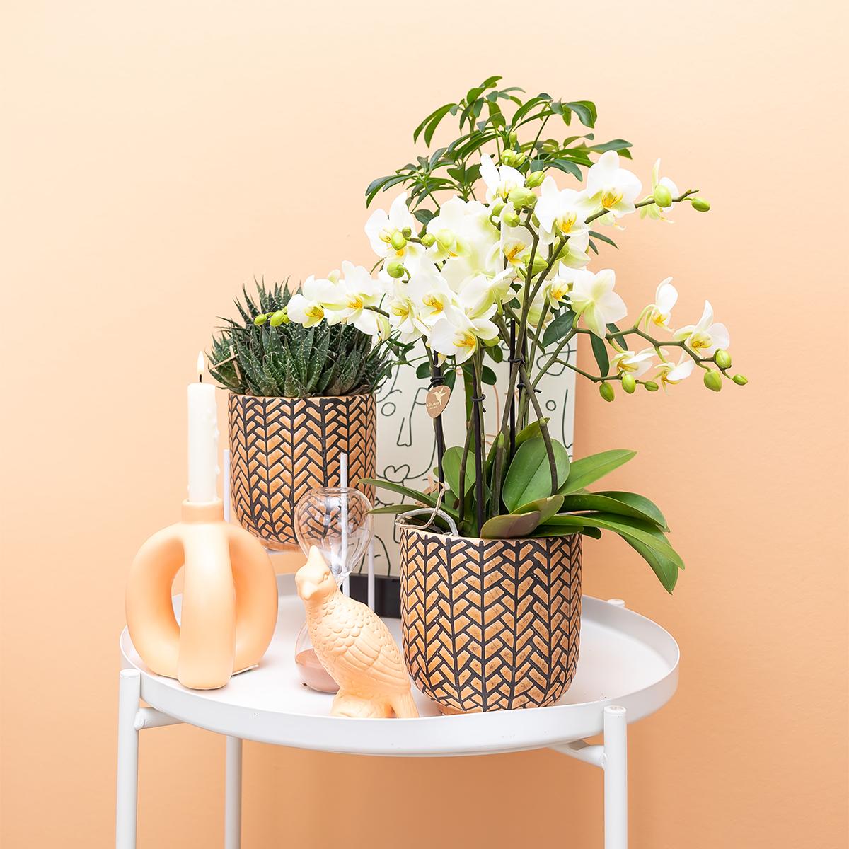 Kolibri-Zuhause | Ornament – ​​Dekoratives Bild Kakadu – Pfirsich