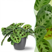 Maranta Fascinator Kerchoveana - Zebraväxt - Djurvänlig växt - Grön - 1 växt - med grå keramik - 12 cm kruka - Höjd 25 cm