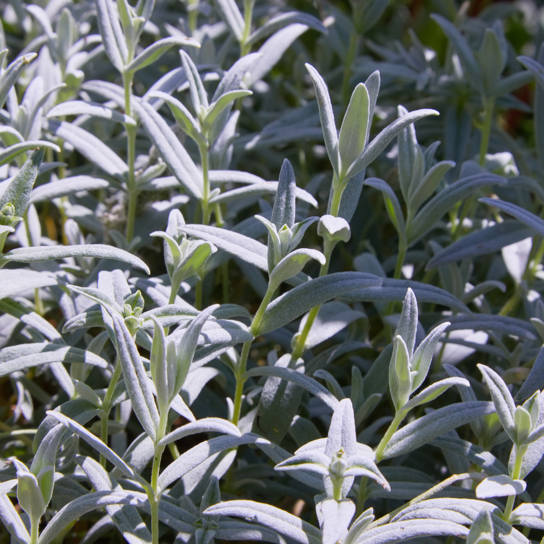 12x Cerastium tomentosum - ↕10-25cm - Ø9cm