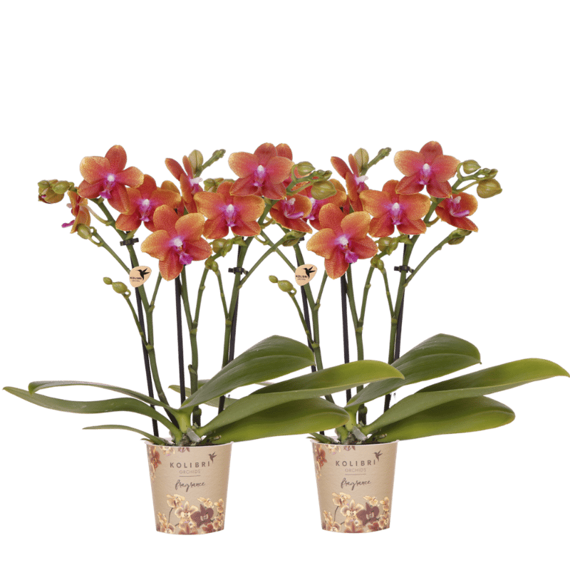 Kolibri Orchids | Combi Deal - 2 Oranje Geurende Phalaenopsis Orchideeën Fragrance Bolgheri - Ø9 cm
