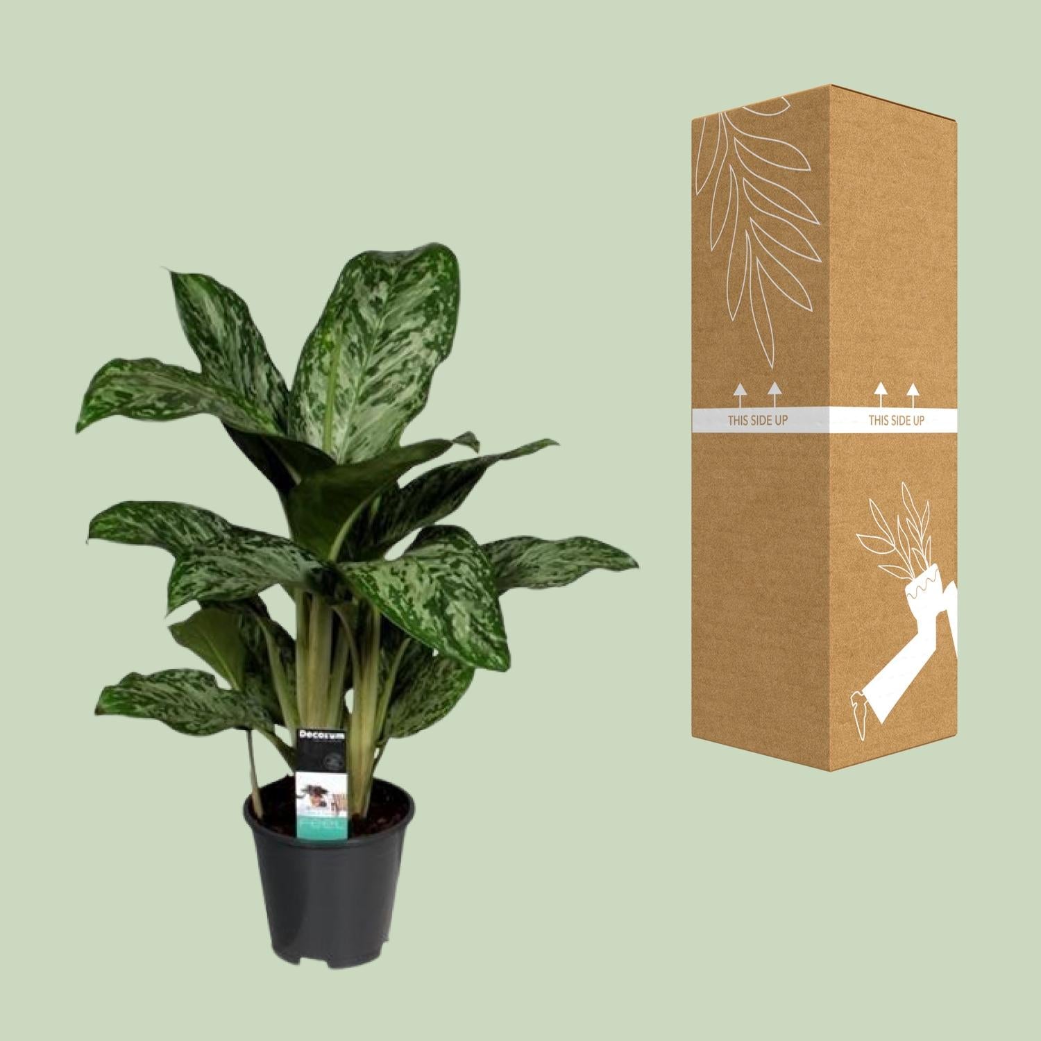 Aglaonema Luz Verde (Decorum) - Ø17cm - ↕60cm