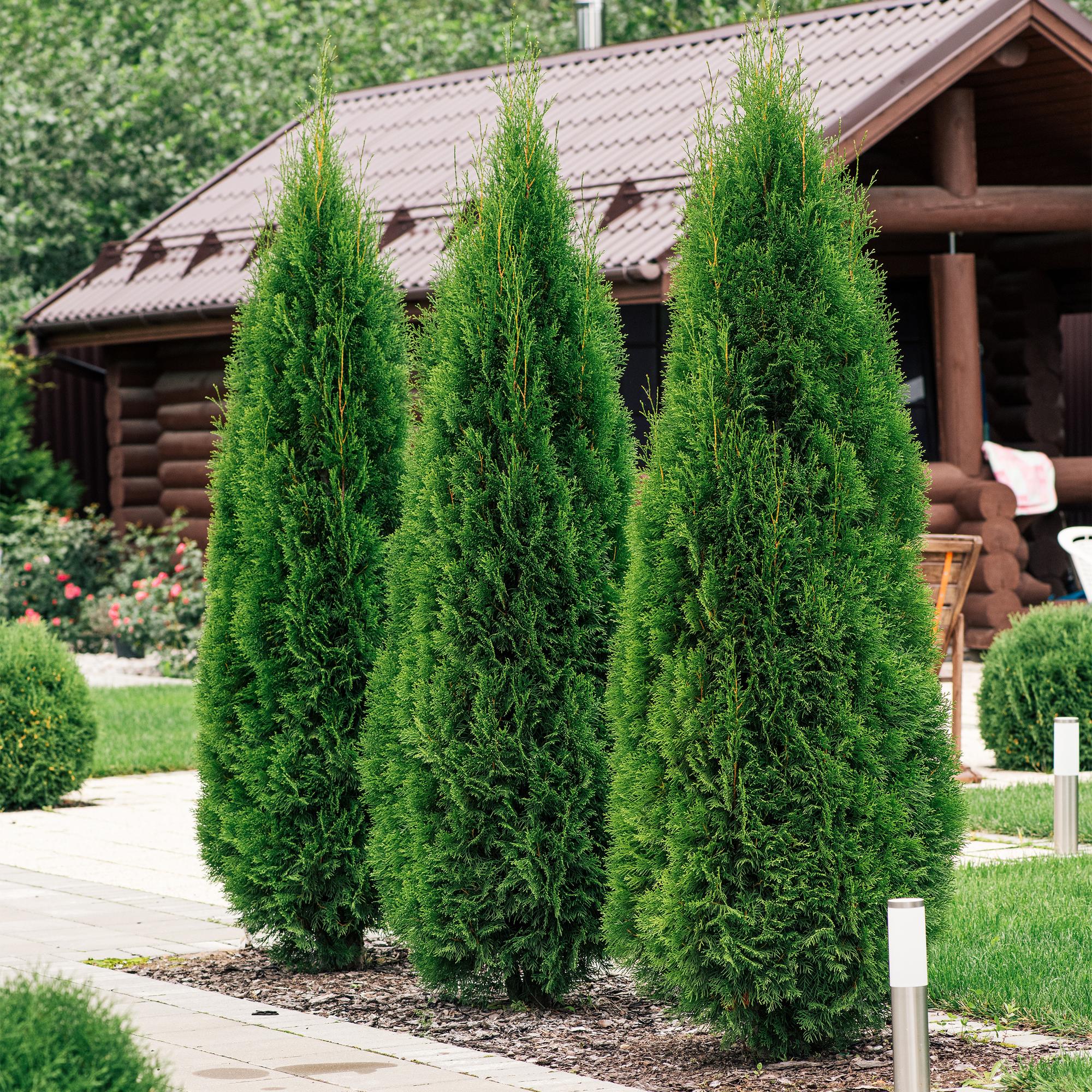 Green boutiQ - Heckenpflanzen - Thuja occidentalis Smaragd - Blatt grün - 6 Pflanzen - 1 laufender Meter - immergrün - Topf 17cm Höhe 60cm