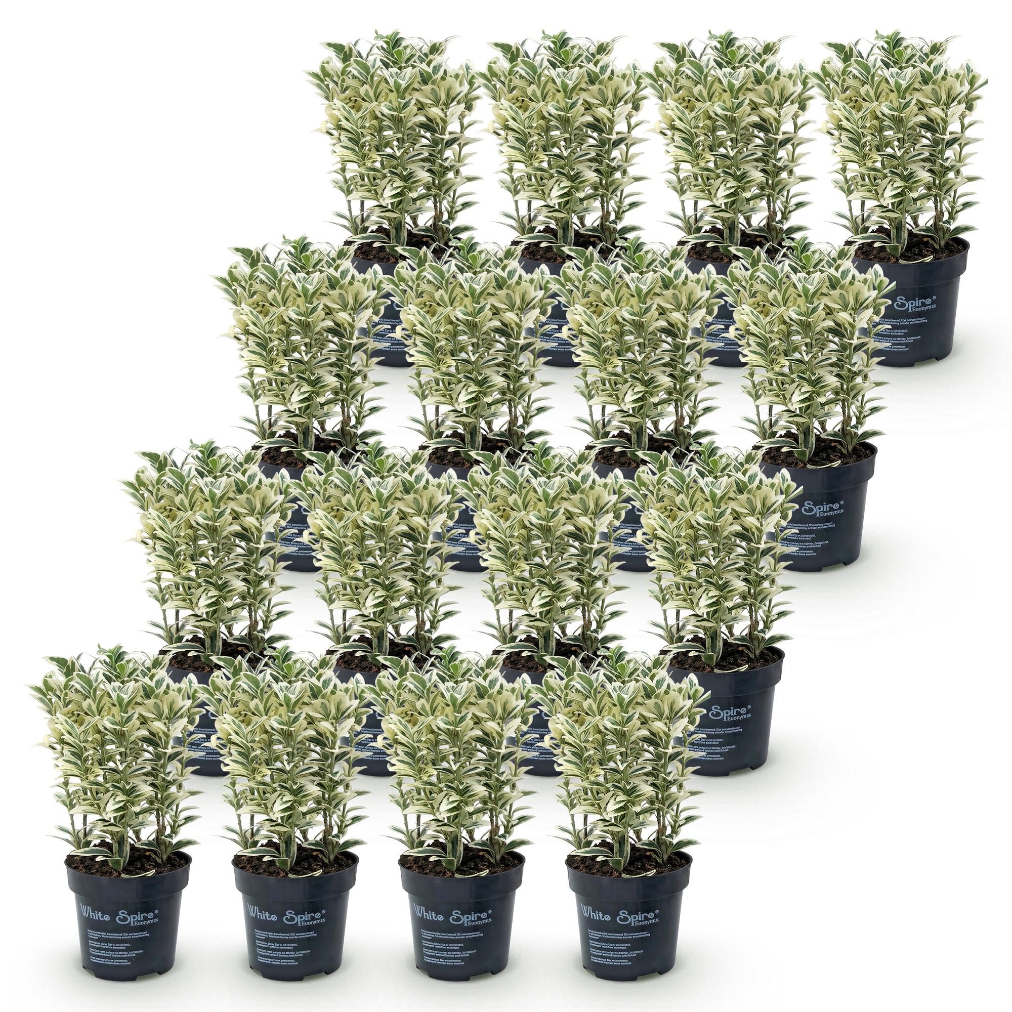 Euonymus japonicus White Spire - 16x Kardinaalsmuts - Haagplanten - Groenblijvend - Wit - Groen - Pot 9cm - Hoogte 20-30cm