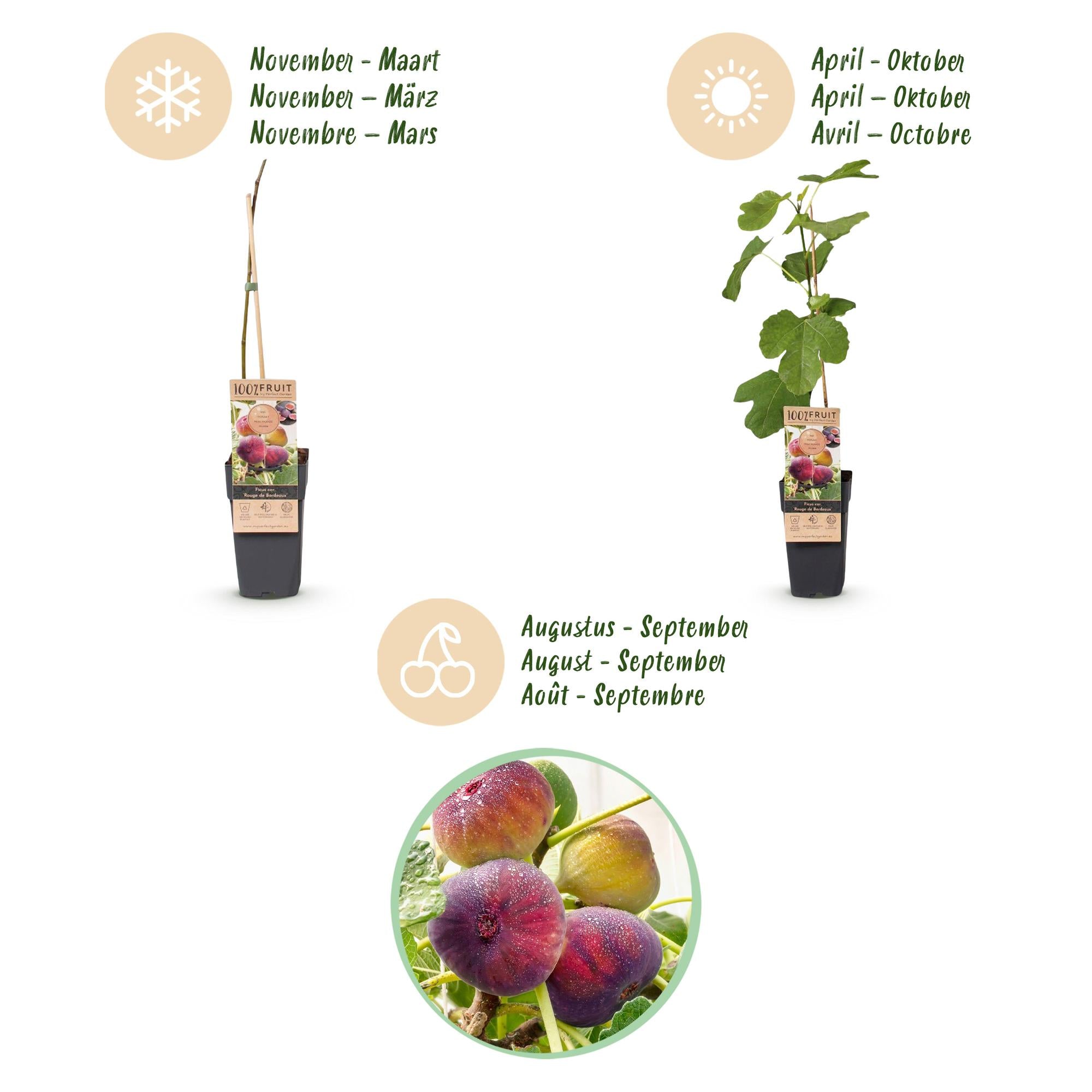 Ficus carica Rouge de Bordeaux - Vijgenboom - Winterhard - Paarse Vrucht - 2 Planten - Pot 15cm - Hoogte 50cm