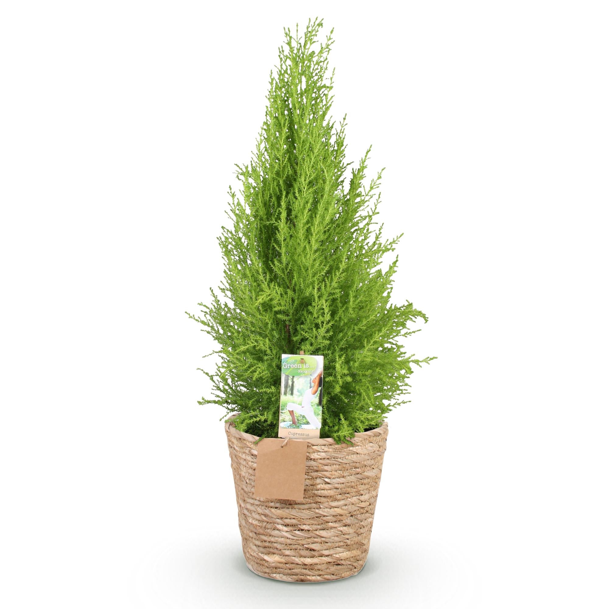 Cupressus Gold Crest Wilma - Kamer conifeer - Weinig onderhoud - met mand - Groen - 1 Plant - Pot 21cm - Hoogte 85-95cm