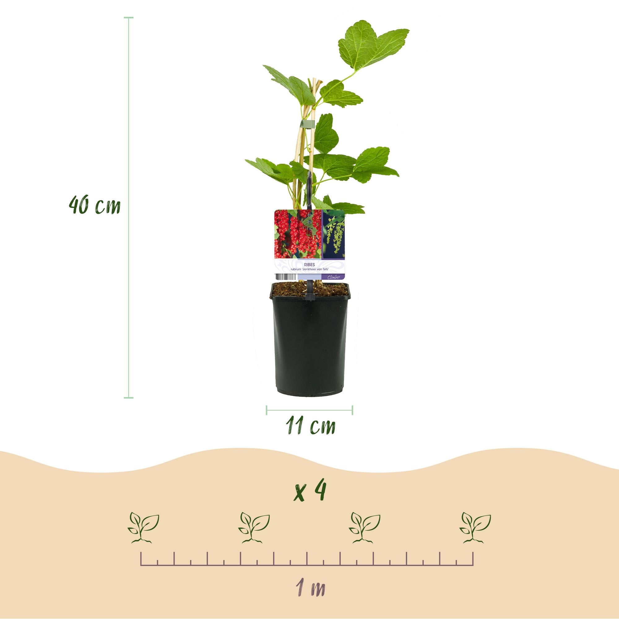 Green boutiQ - Mix di piante da frutto - Ribes rosso, Lampone rosso, Mora - 3 piante - Vaso 11 cm Altezza 40 cm
