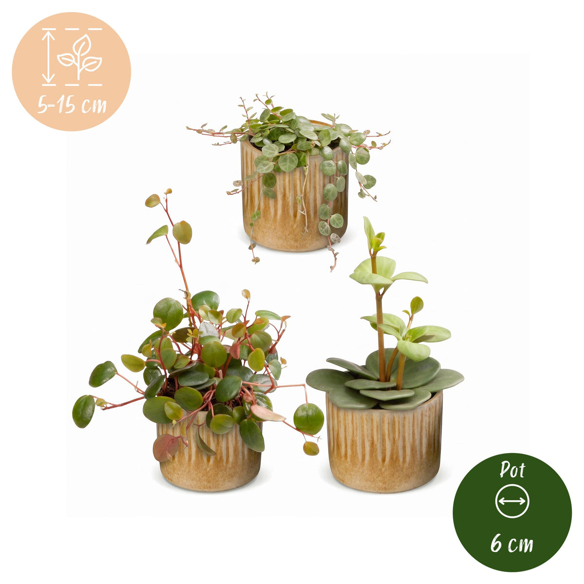 Baby Peperomia Mix 3x - Groen - Rood - Tropisch - incl. Linnea Honey - Ø6cm - ↕5-15cm