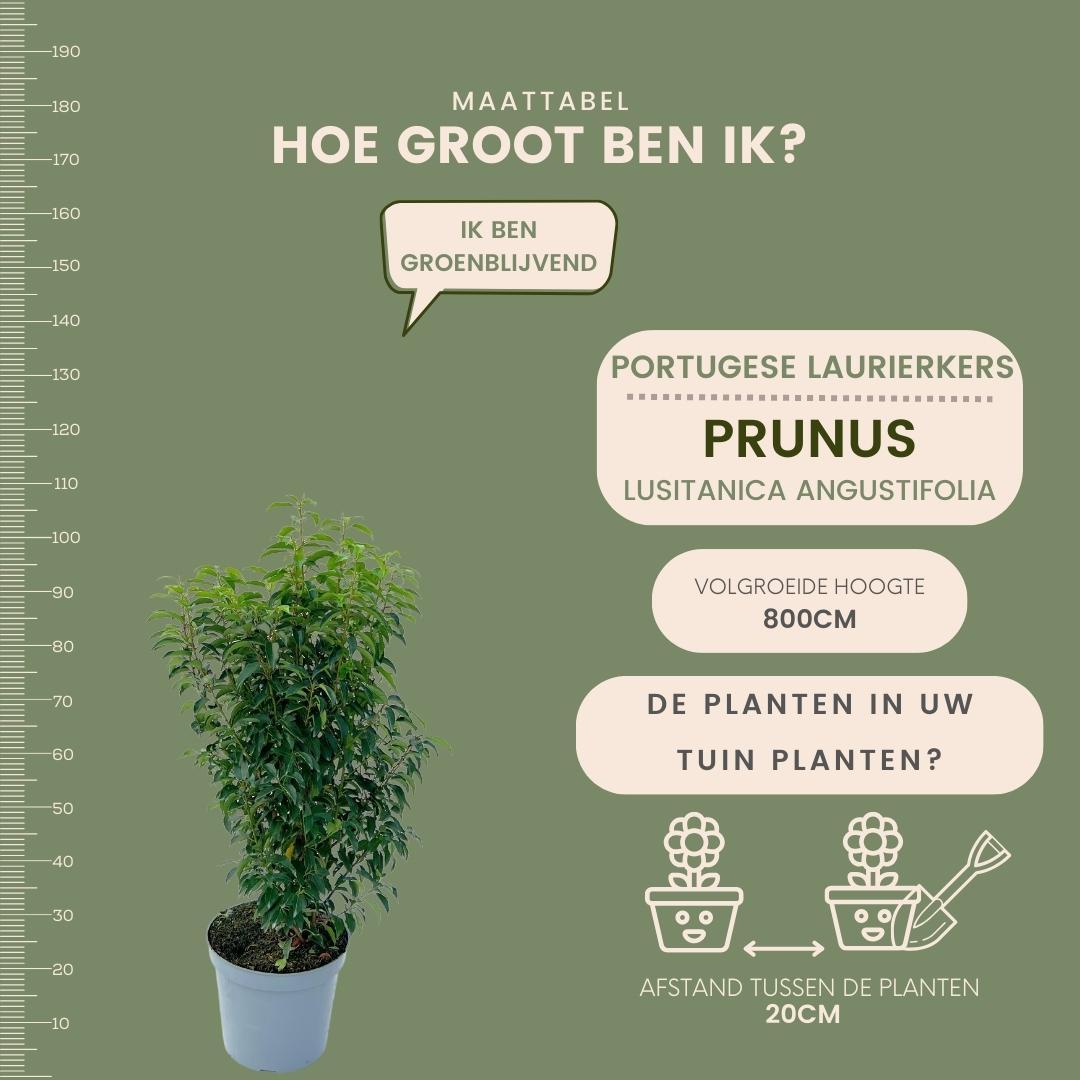 Grote Portugese Laurierkers planten voor 10 strekkende meter haag | 25x ↨ 80-100 cm in 12 liter pot