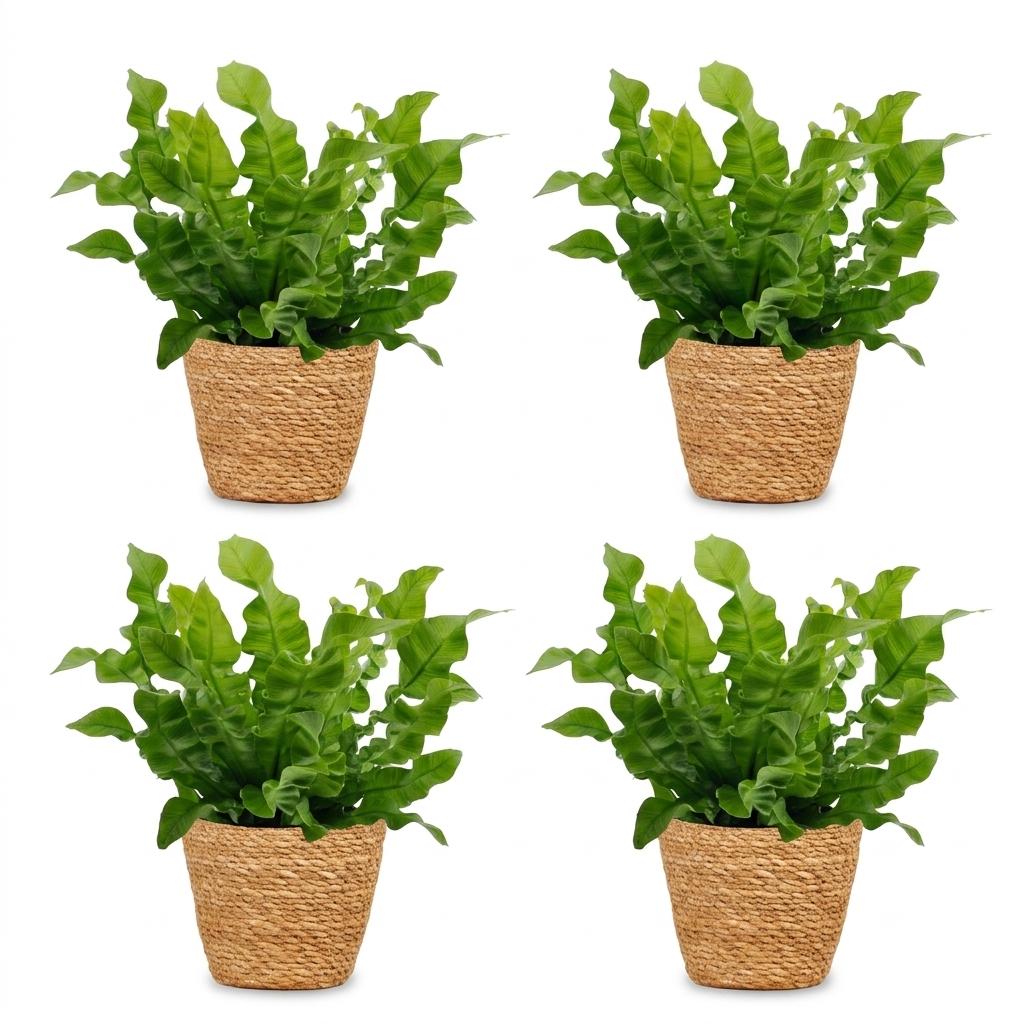 Asplenium Crispy Wave - 4x - met Mand - Pot 12cm - Hoogte - 30cm