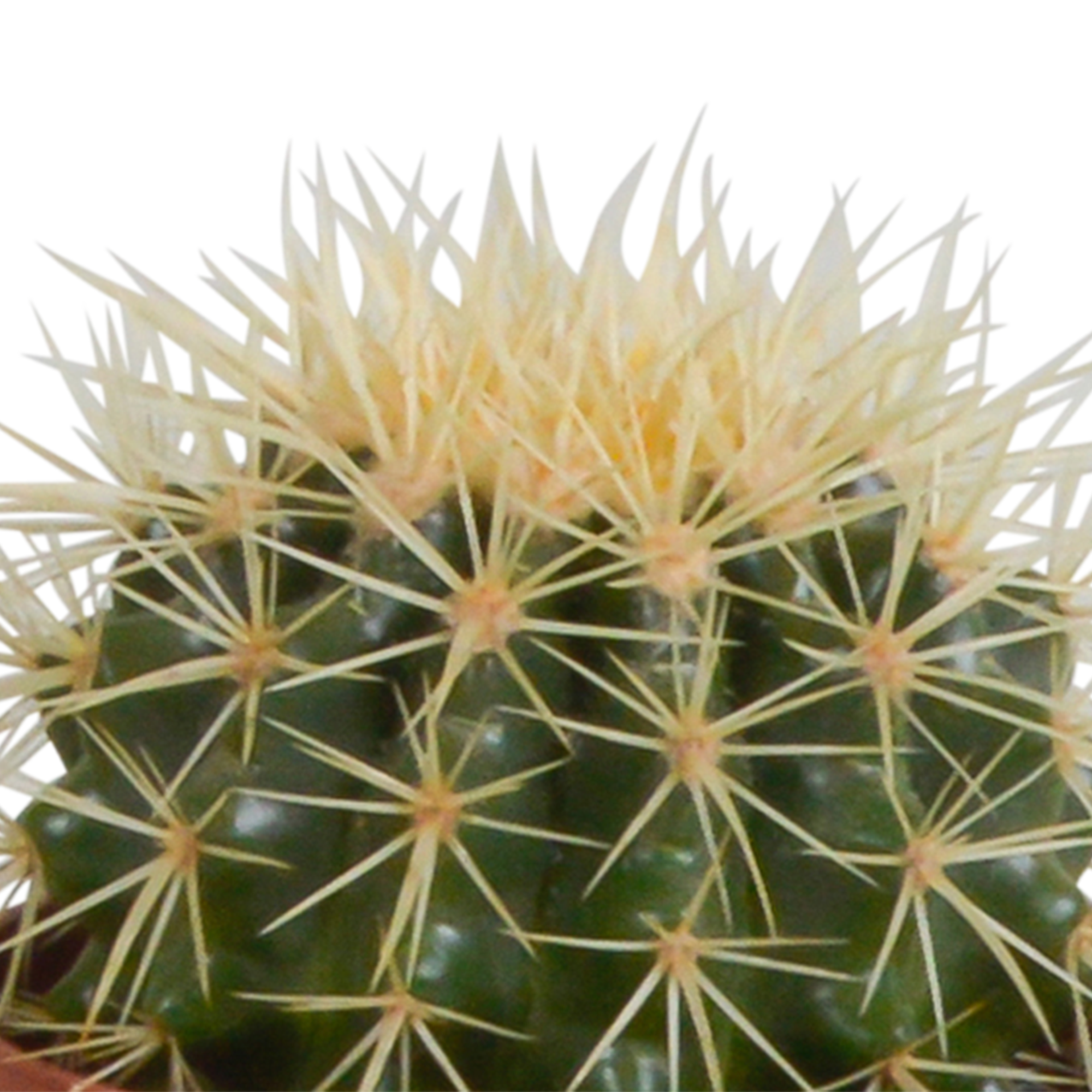 Cactus mix 10.5 cm - 3x - zonder pot