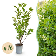 Ligustrum ovalifolium - 16x Gewone Liguster - Haagplanten - Groenblijvend - Groen - Pot 9cm - Hoogte 35-45cm
