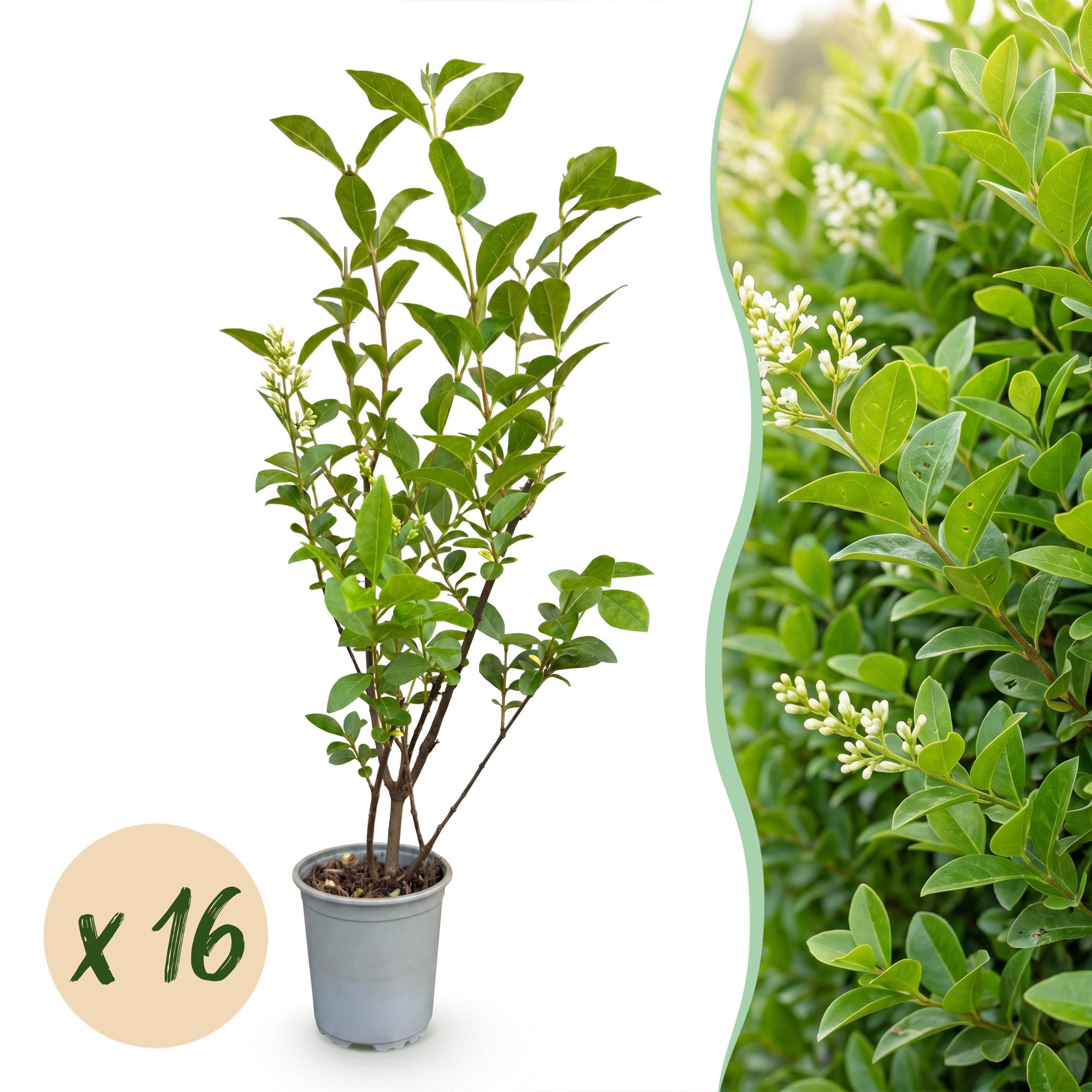 Ligustrum ovalifolium - 16x Gewone Liguster - Haagplanten - Groenblijvend - Groen - Pot 9cm - Hoogte 35-45cm