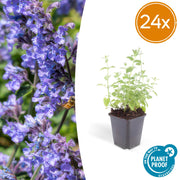 24x Nepeta 'Gigante de las Seis Colinas' - ↕10-25cm - Ø9cm