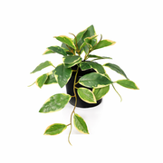 Kunstplant Hoya Variegata - 23cm
