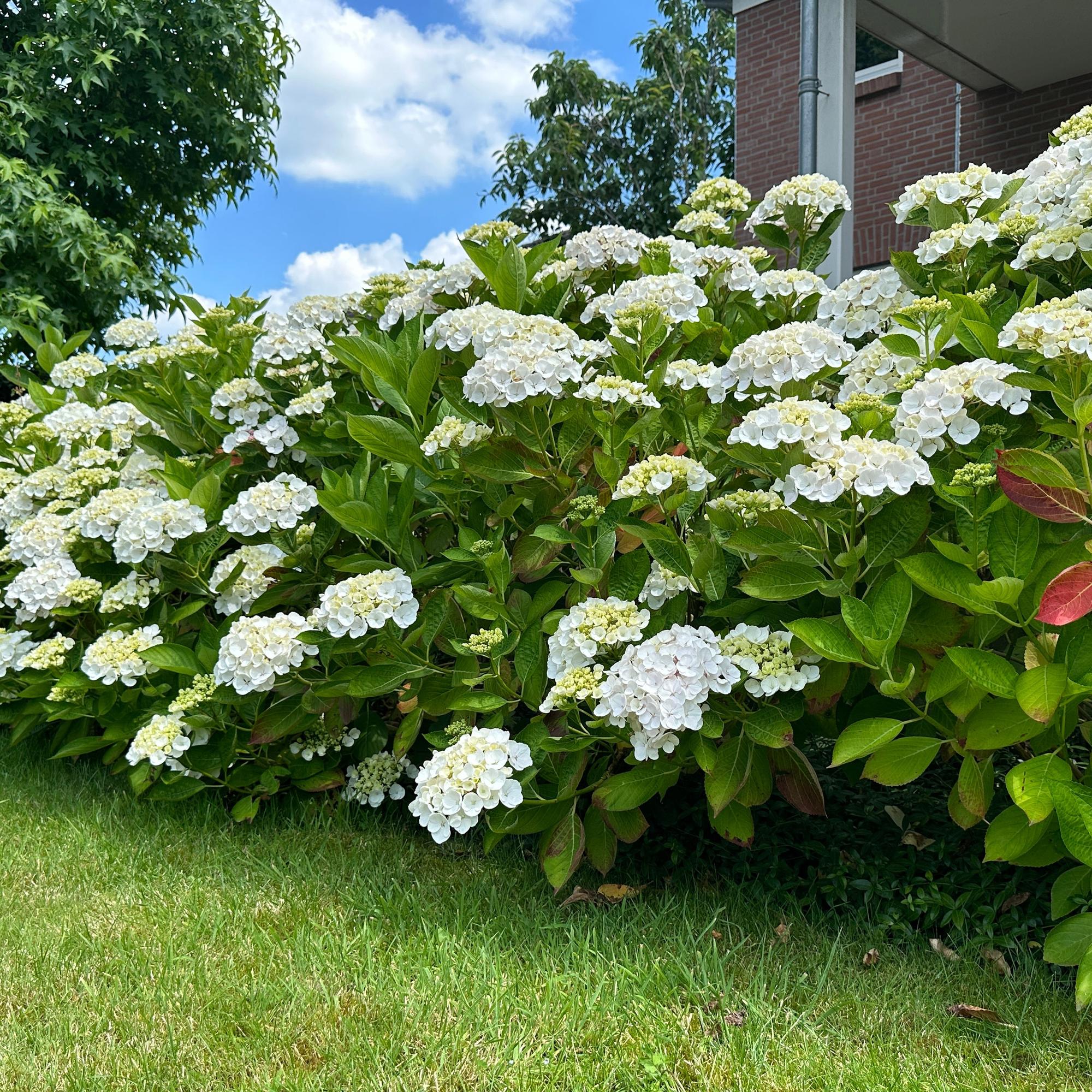 Hortensia - Hydrangea macrophylla Wit - Bloem Wit - 3 Planten - 1 m2 - Bladverliezend - Weinig Onderhoud - Pot 17cm Hoogte 30cm