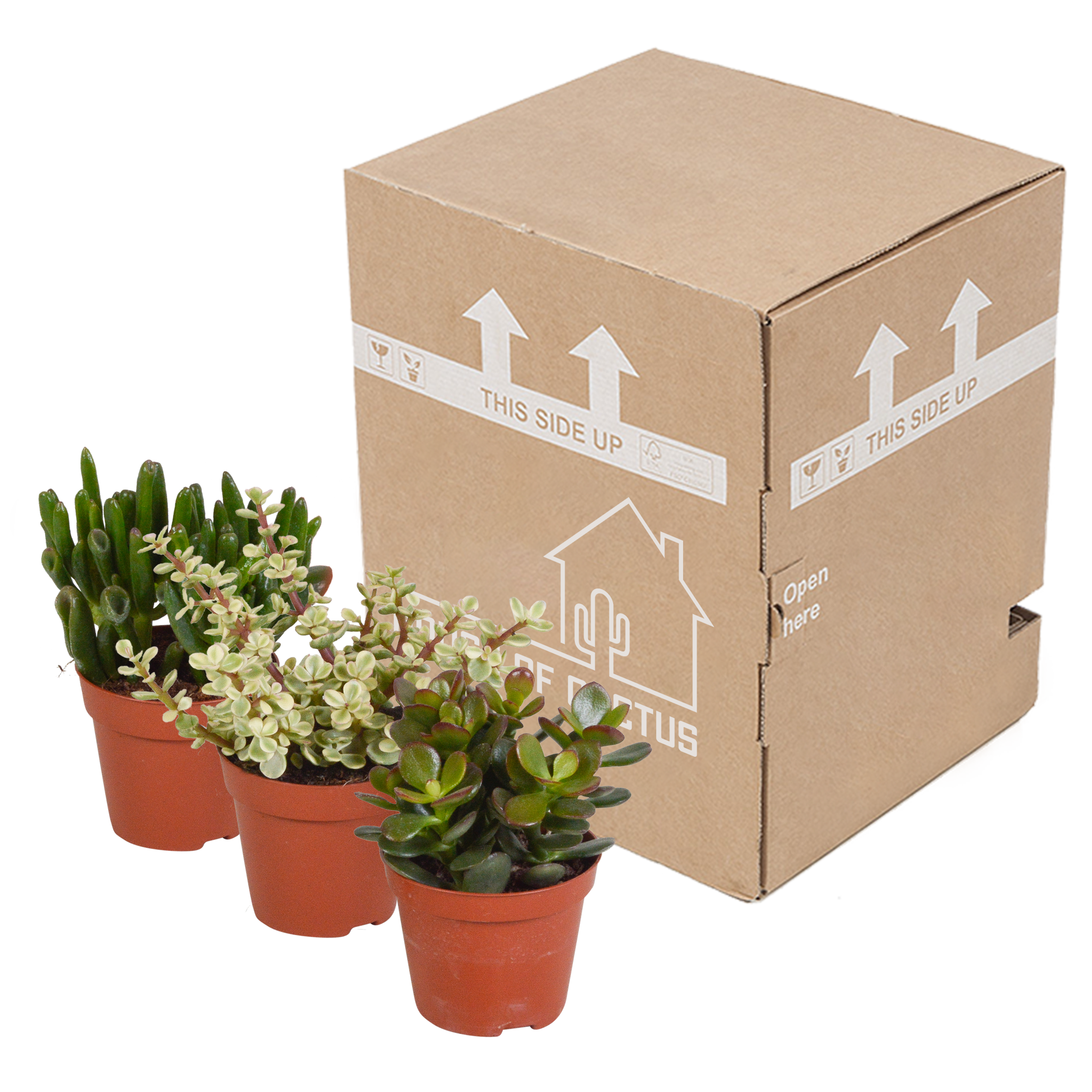 Crassula mix 8.5 cm - zonder pot - 3x