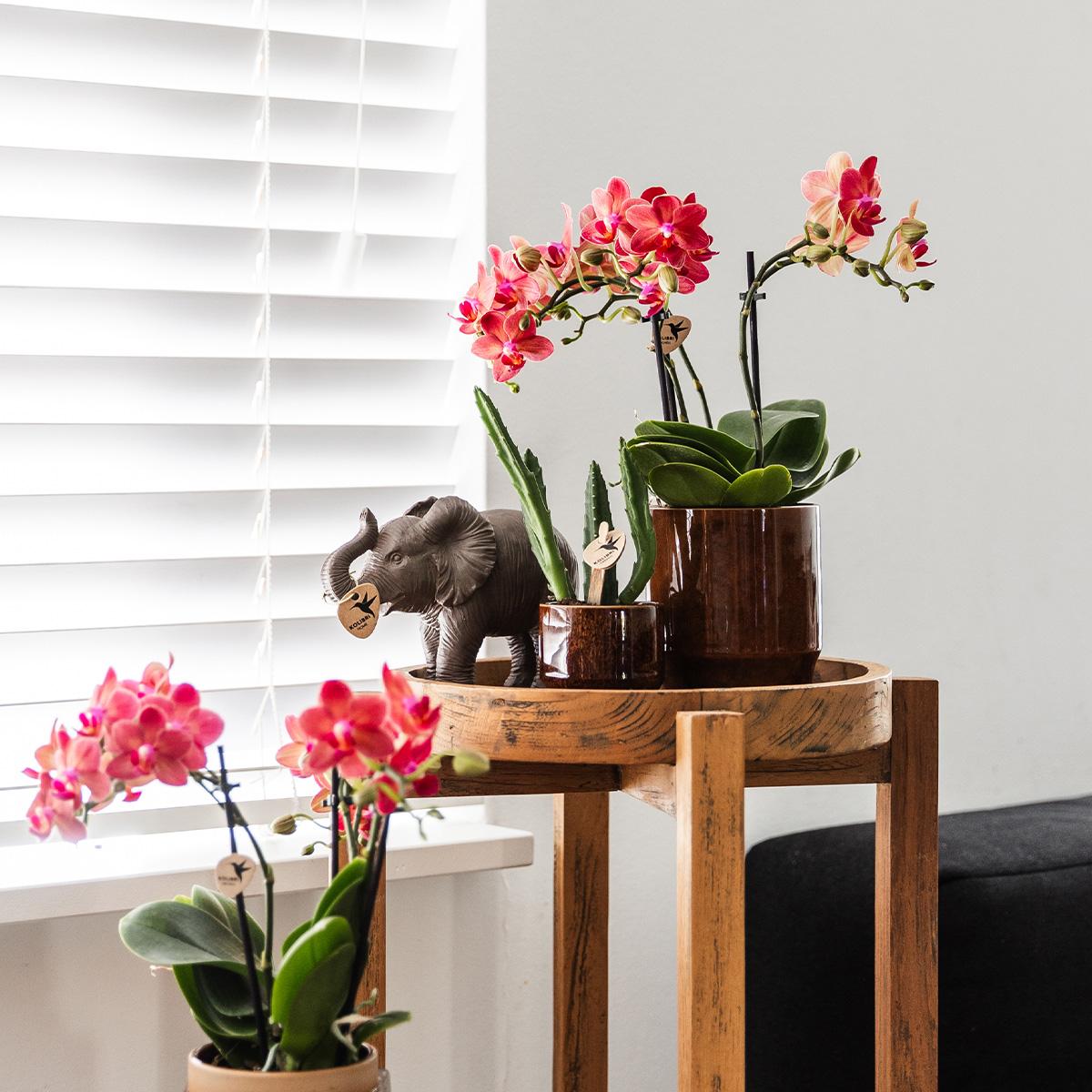 Kolibri Greens | Grüne Pflanze – Stapelia – Zimmerpflanze – frisch vom Züchter – Ø 6 cm