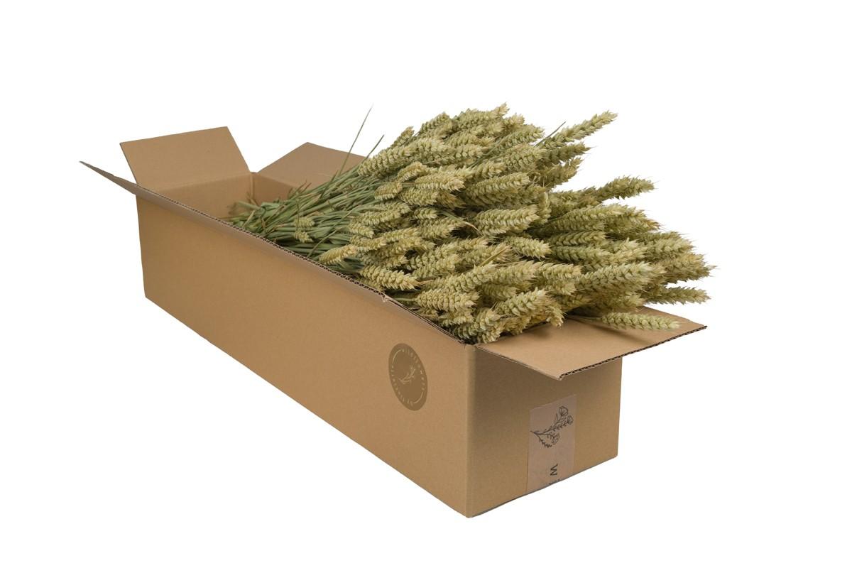Fleurs séchées - Blé (Triticum) - Naturel - 4 bottes - ↕60 cm