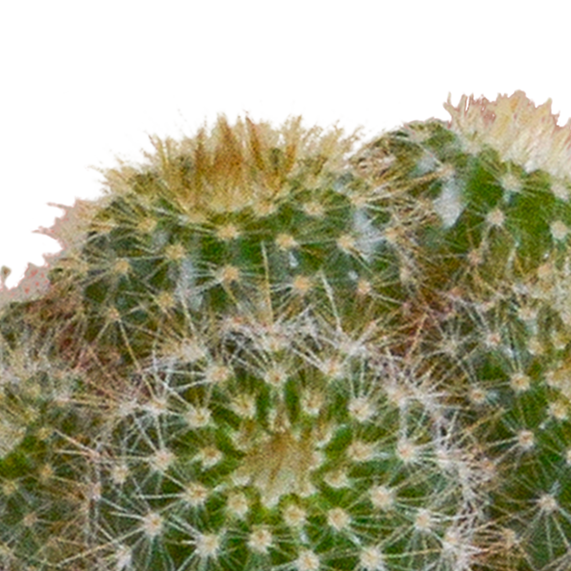 Cactus mix 5.5 cm - 5x - in white pot