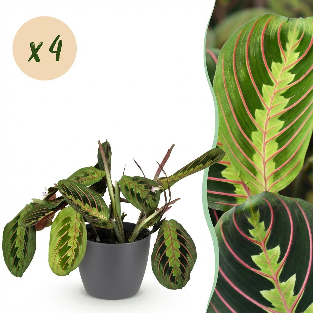Maranta Fascinator Tricolour - Gebedsplant - Huisdiervriendelijke Plant - Groen - 4 Planten - met Potter Grijs - Pot 12cm - Hoogte 25cm
