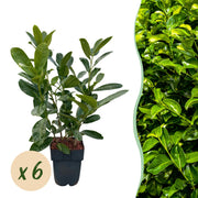 Prunus laurocerasus Rotundifolia - blad groen - 6 planten - 1 strekkende meter - groenblijvend - pot 17cm hoogte 50cm