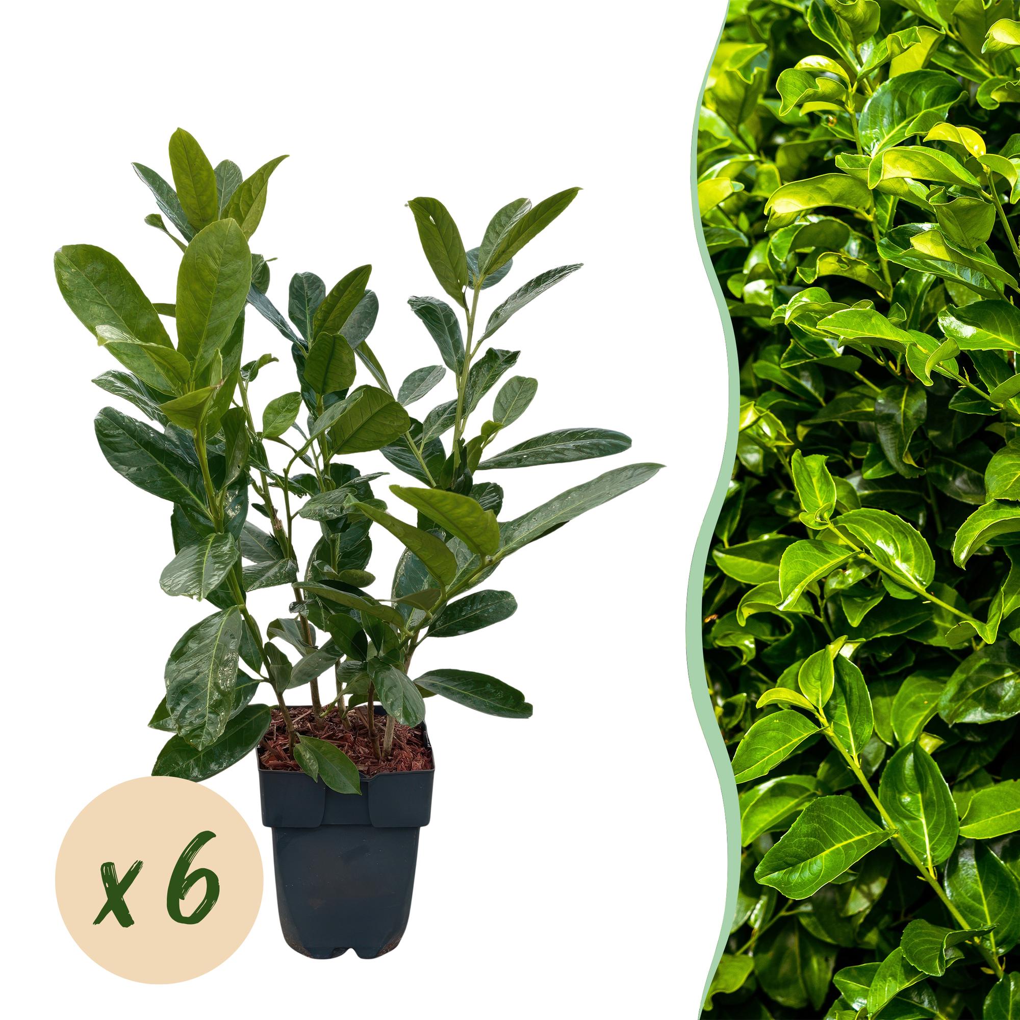 Prunus laurocerasus Rotundifolia - blad groen - 6 planten - 1 strekkende meter - groenblijvend - pot 17cm hoogte 50cm