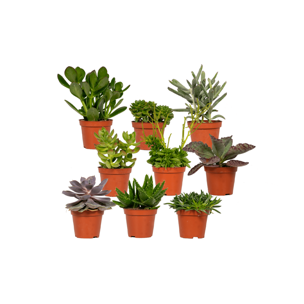 Everspring - Mezcla de suculentas - 10 cm - Ø8,5 - 9