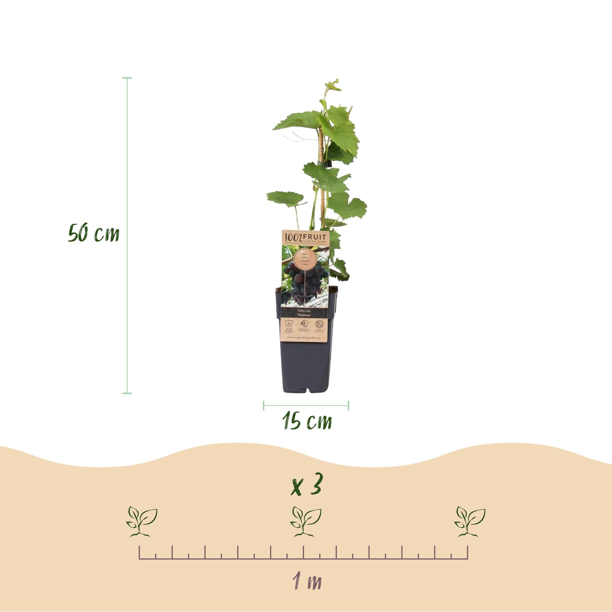 Green boutiQ – Obstpflanze – Lila Weinrebe – Vitis vinifera Vanessa – Kernlos – 2 Pflanzen – Topf 15 cm, Höhe 50 cm