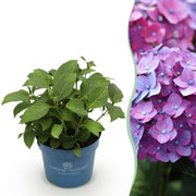 Hydrangea Endles Summer Summer Love Purple - Hortensia - Winterhard - Paars - 1 Plant - Pot 14cm - Hoogte 20-25cm