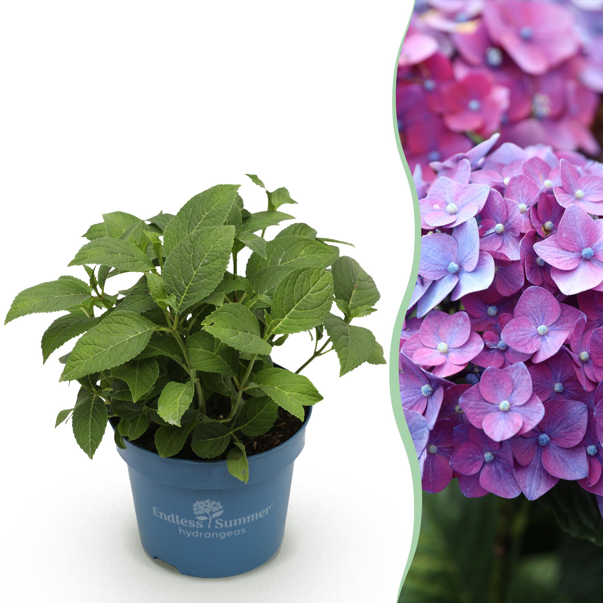 Hydrangea Endles Summer Summer Love Purple - Hortensia - Winterhard - Paars - 1 Plant - Pot 14cm - Hoogte 20-25cm