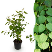 Cercidiphyllum japonicum - Groen 1 Plant - Bladverliezend - Weinig Onderhoud - Pot 12cm Hoogte 35cm