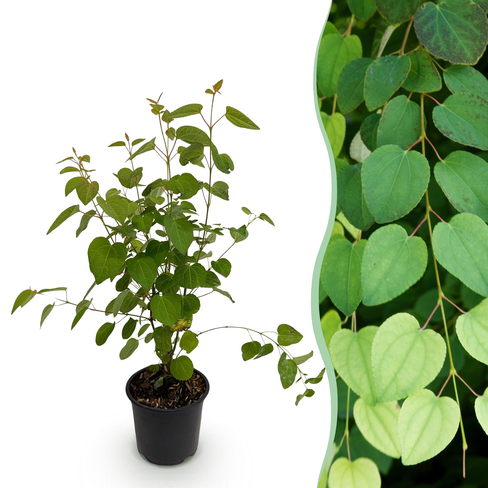 Cercidiphyllum japonicum - Groen 1 Plant - Bladverliezend - Weinig Onderhoud - Pot 12cm Hoogte 35cm