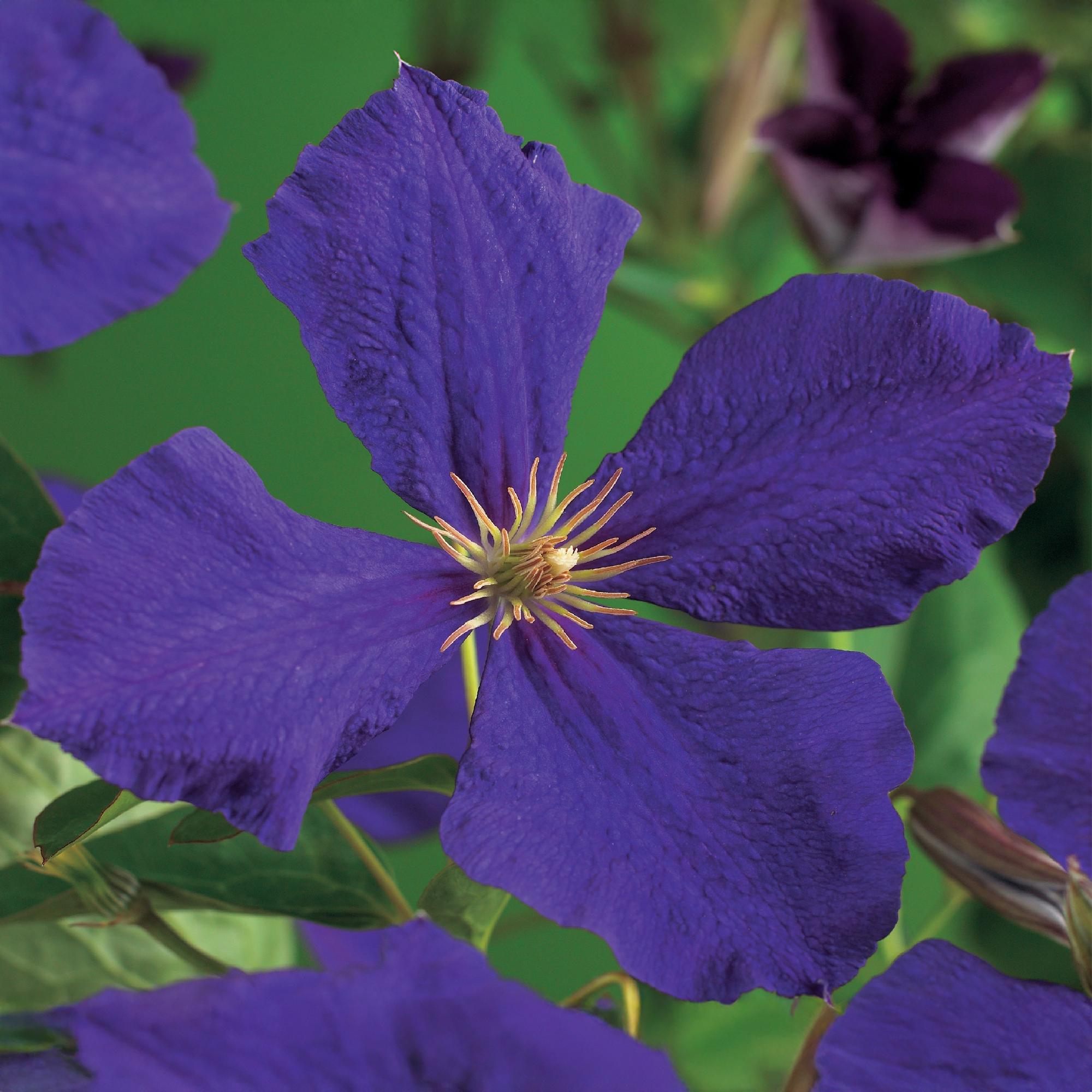 Clematis Jackmanii - Bloem Blauw - Weinig onderhoud -2 planten -  Pot 11cm Hoogte 40cm