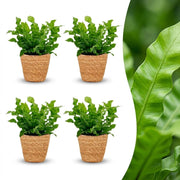 Asplenium Crispy Wave - 4x - met Mand - Pot 12cm - Hoogte - 30cm
