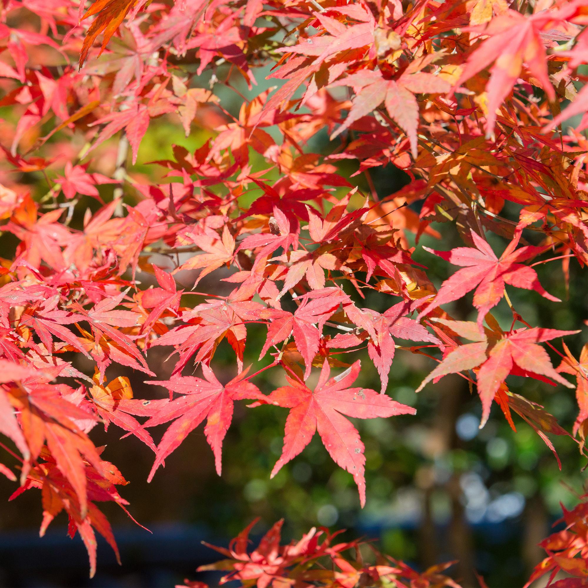 Green boutiQ - Pianta da patio - Acero giapponese - Acer palmatum Shaina - Rosso - 2 piante - Decidua - Vaso 19 cm Altezza 70 cm