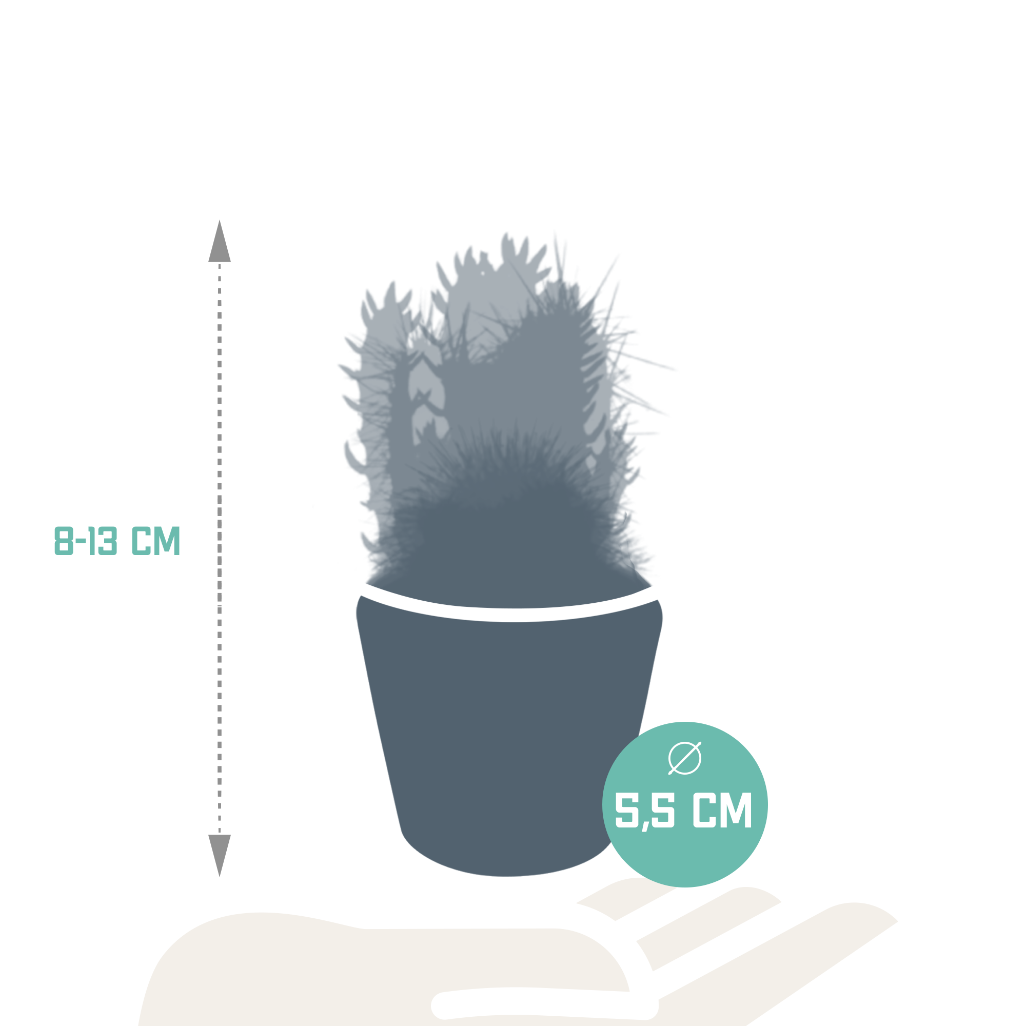 Mélange pour cactus 5,5 cm - 5x - en pot mexicain
