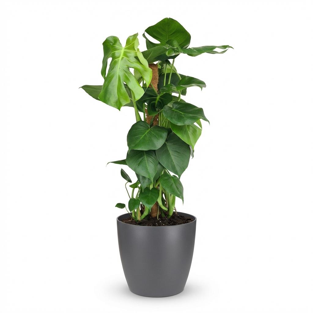 Gatenplant - Monstera Deliciosa mosstok - Groen - Weinig onderhoud - 1 Plant - met Potter Grijs - Pot 19cm - Hoogte 90cm