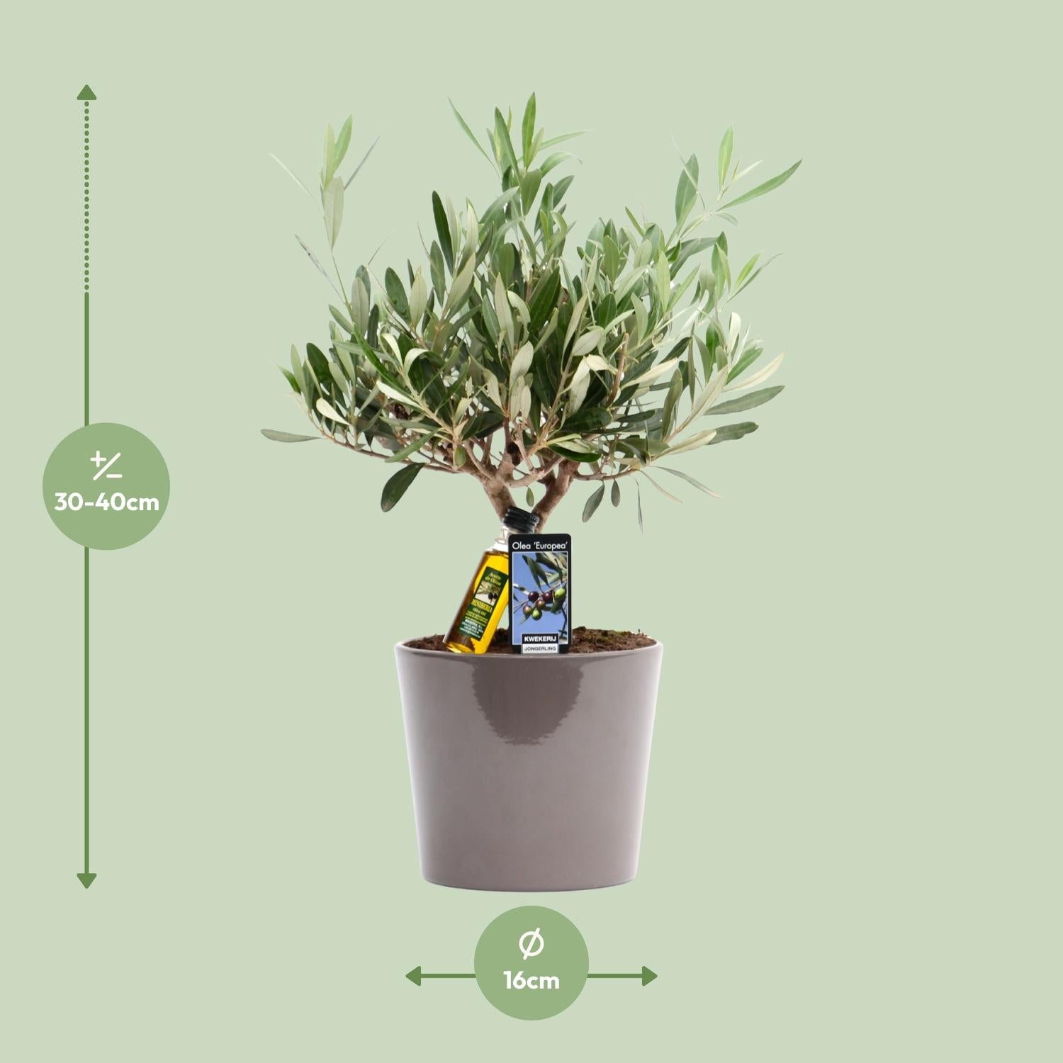Olea Olive - Ø16cm - ↕35cm