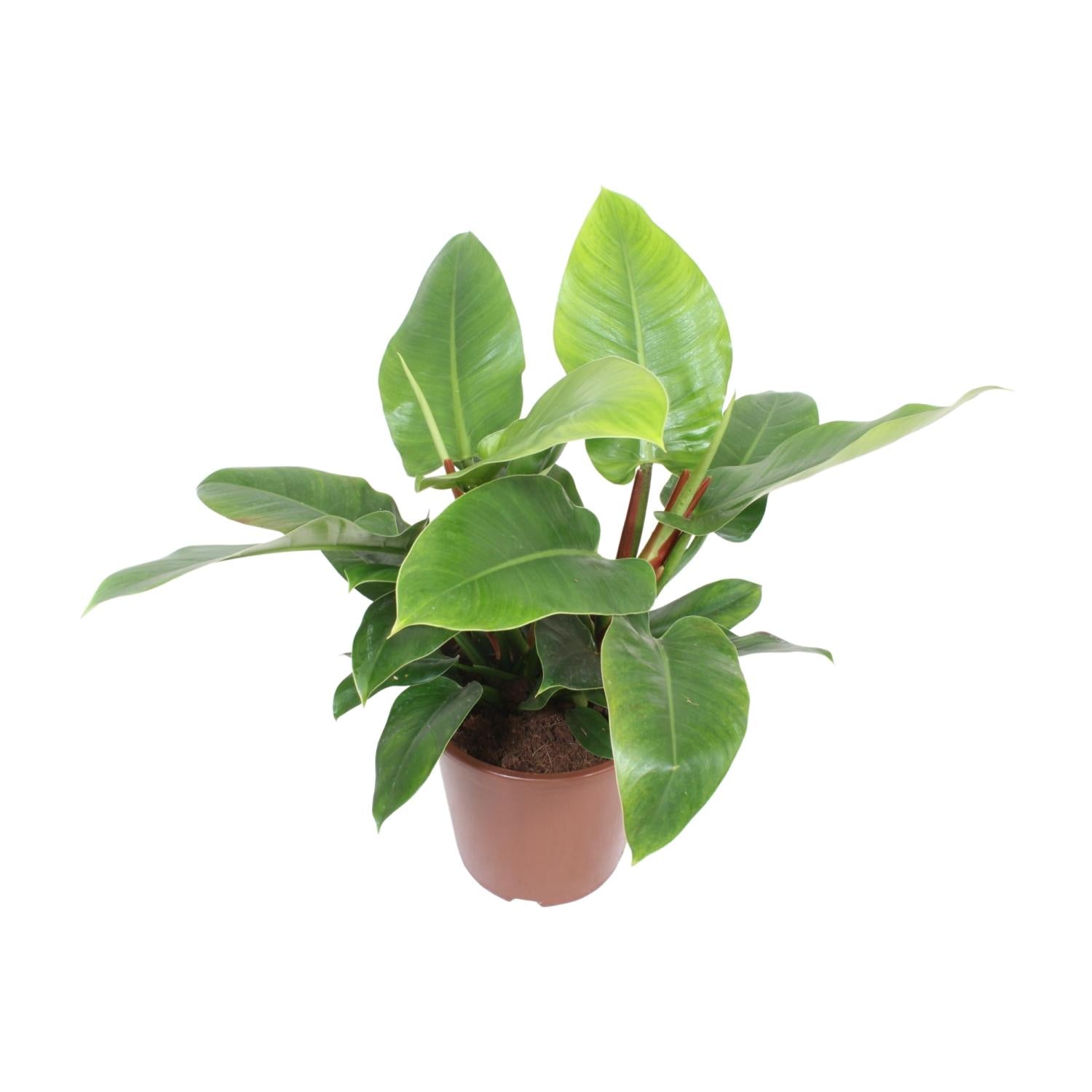Philodendron vert impérial - Ø27cm - ↕80cm