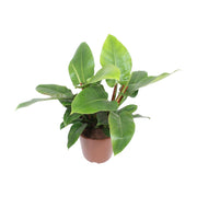 Philodendron vert impérial - Ø27cm - ↕80cm