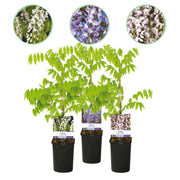 Green boutiQ - Glicine - Floribunda Tricolore - Fiori Blu Rosa Bianco - 3 piante - Vaso 11cm Altezza 40cm