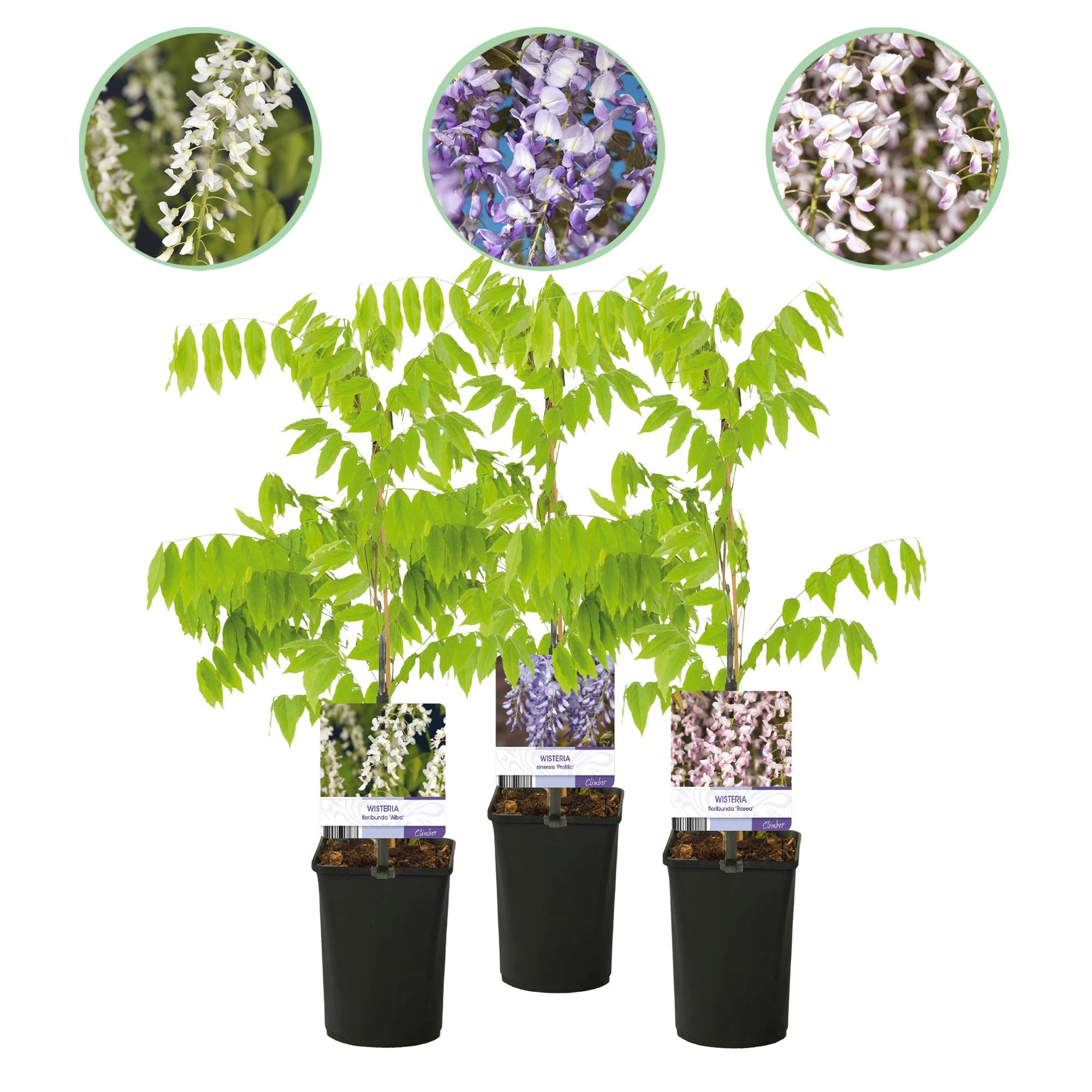 Green boutiQ - Glicine - Floribunda Tricolore - Fiori Blu Rosa Bianco - 3 piante - Vaso 11cm Altezza 40cm