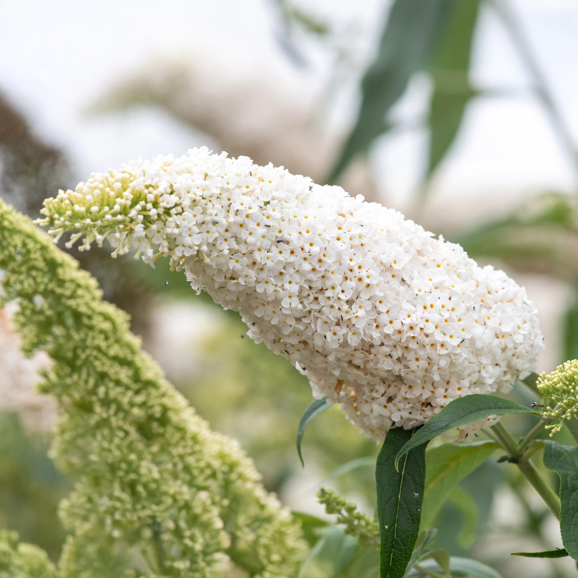 Vlinderstruik - Buddleja davidii White Profusion - Bloem Wit - 1 Plant - Bladverliezend - Vlinderlokkend -  Pot 17cm Hoogte 25cm